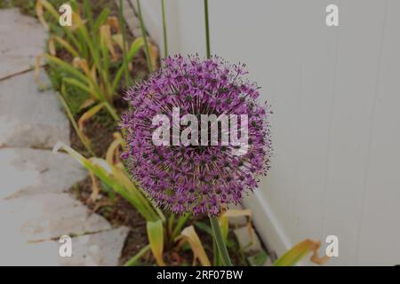 Nahaufnahme eines Blumenkopfes von Allium Gloemaster im Frühling in Wisconsin, USA Stockfoto