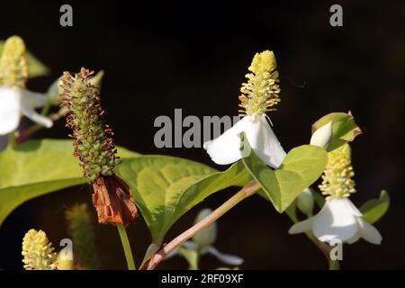 Eidechsenschwanz oder Molchschwanz (Houttuynia cordata) Stockfoto