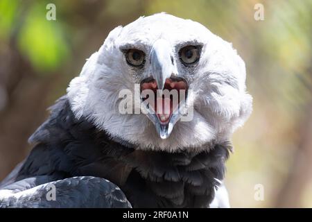 Harpyie Eagle in Columbia Südamerika Stockfoto