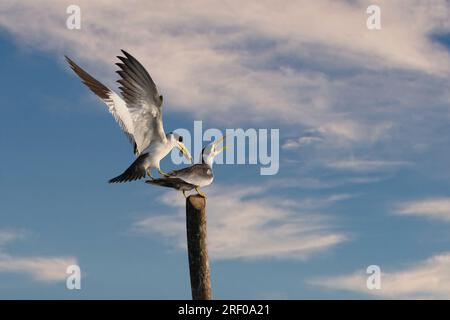 Große Tannenseele in Mompocken-Kolumbien Stockfoto