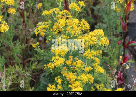 Gewöhnliche Ragkraut Wildpflanze gelbe Blüten, Jacobaea vulgaris Wildkraut Stockfoto