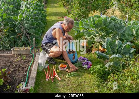 Ein Gärtner sammelt Obst, Gemüse und süße Erbsen von seinem Zutritt in West Yorkshire. Stockfoto