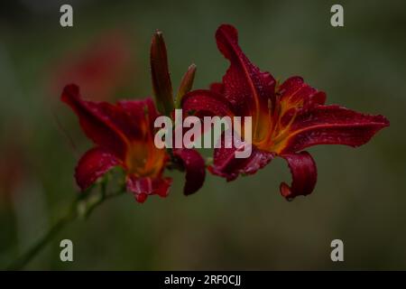 Hemerocallis Stafford Stockfoto