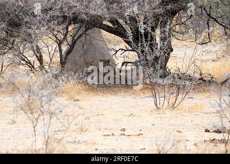 Geparden im etosha-Nationalpark namibia Stockfoto