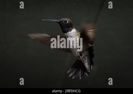 Ein männlicher Kolibri mit schwarzem Kinn (Archilochus alexandri) schwebt in Südkalifornien. Stockfoto