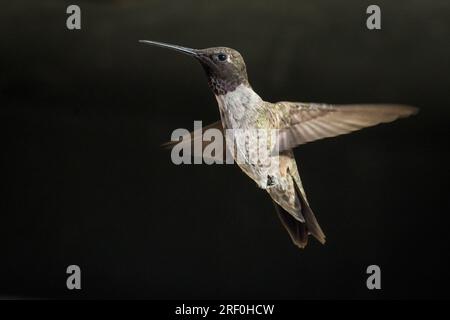 Ein männlicher Kolibri mit schwarzem Kinn (Archilochus alexandri) schwebt in Südkalifornien. Stockfoto