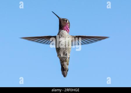 Der Kolibri einer männlichen Anna (Calypte anna) schwebt in Südkalifornien. Stockfoto