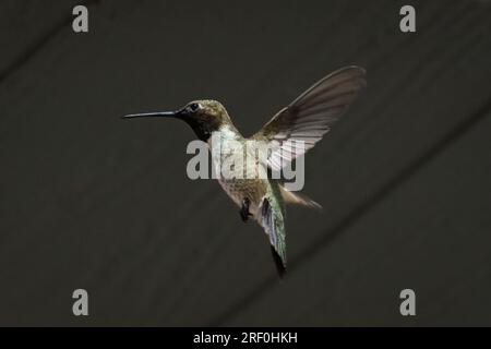 Ein männlicher Kolibri mit schwarzem Kinn (Archilochus alexandri) schwebt in Südkalifornien. Stockfoto