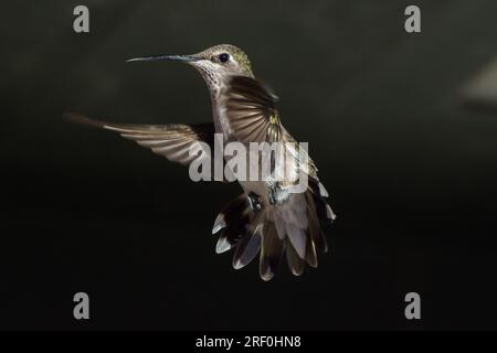 Ein weiblicher/unreifer männlicher Kolibri mit schwarzem Kinn (Archilochus alexandri) schwebt in Südkalifornien. Stockfoto