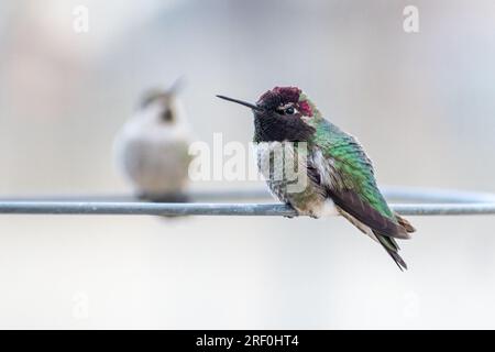 Zwei Annas Kolibris (Calypte anna) sitzen in einem Tomatenkäfig im Süden von Kalifornien. Stockfoto