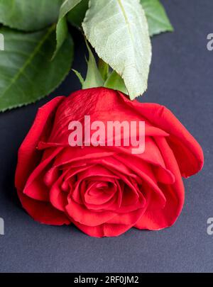 Eine wunderschöne rote Rose in Stücke geschnitten, eine wunderschöne rote Rosenblume in Stücke geteilt Stockfoto