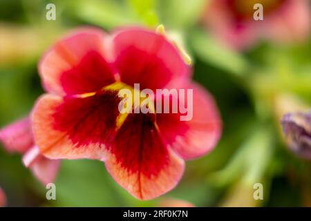 Nahaufnahme einer wunderschön blühenden Calibrachoa-Blume Stockfoto