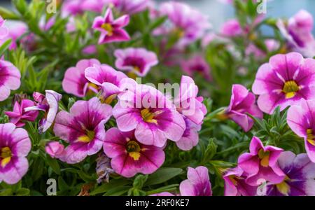 Nahaufnahme einer wunderschön blühenden Calibrachoa-Blume Stockfoto