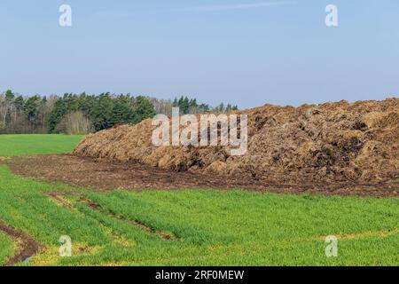 Eine große Menge Gülle, die als natürlicher Dünger in der Landwirtschaft verwendet wird, organische Düngemittel im Anbau landwirtschaftlicher Erzeugnisse Stockfoto