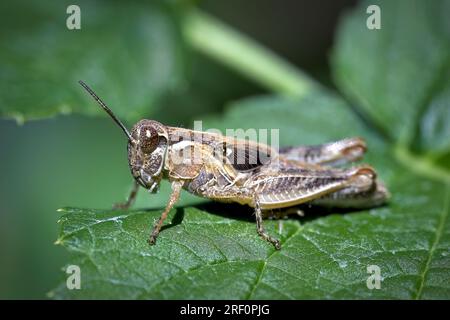 Nahaufnahme eines kleinen Grashüpfers auf einem Pflanzenblatt im Norden Idahos. Stockfoto