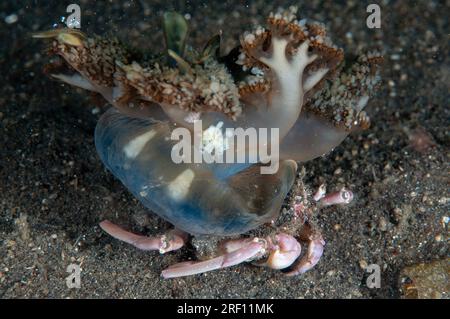 Doripped urchin Crab, Dorippe Frascone, benutzt umgedrehte Quallen, Cassiopeia andromeda, als Schutz, Air Bajo Tauchplatz, LembritStraits, Sulawesi Stockfoto