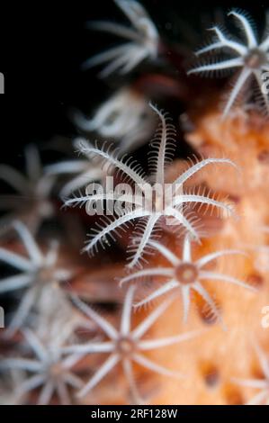 Sea Pencil Polypen, Veretillum sp, TK1 Tauchplatz, LembritStraits, Sulawesi, Indonesien Stockfoto