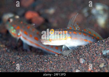 Ein Paar Orange-Dashed Goby, Valenciennea puellaris, ruhend auf Sand, Seraya Beach Resort House Reef, Karangasem, Bali, Indonesien Stockfoto