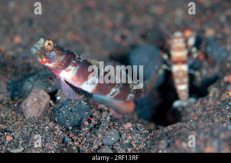 Fleckige Krabben, Amblyeleotris periophthalma, mit Snapping Shrimp, Alpheus sp, Reinigung gemeinsam genutztes Loch, Seraya Beach Resort du Stockfoto