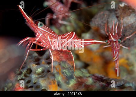 Tanzende Garnelen, Rhynchocinetes durbanensis, Seraya Beach Resort House Reef, Karangasem, Bali, Indonesien Stockfoto