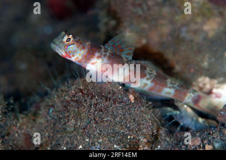 Fleckige Krabben, Amblyeleotris periophthalma, mit Snapping Shrimp, Alpheus sp, Reinigung gemeinsam genutztes Loch, Seraya Beach Resort du Stockfoto