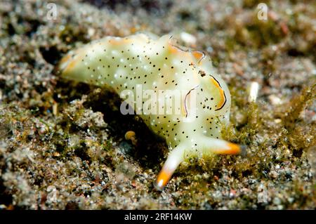 Ornate Sapsucking Slug, Elysia ornata, Wreck Slope Dive Site, Tulamben, Karangasem, Bali, Indonesien Stockfoto