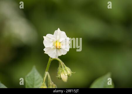 Blühende Kartoffelpflanze, Kartoffelblumen blühen. Nahaufnahmen biologischer Pflanzenblumen blühen im Garten, selektiver Fokus mit verschwommenem Hintergrund Stockfoto