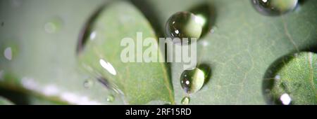 Viele Wassertropfen auf die Oberfläche des grünen Blatts. Stockfoto