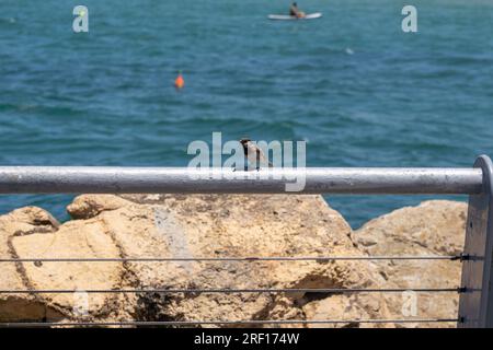 TEL AVIV, ISRAEL - JULI 21: Ein Spatz hoch oben auf dem Geländer am Strand von Tel Baruch am 21. Juli 2023 in Tel Aviv, Israel. Stockfoto