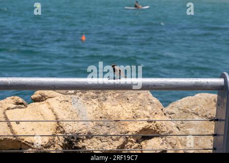 Tel Aviv, Israel, Israel. 30. Juli 2023. (NEU) Daily Life in Israel Sommer 2023. 21. Juli 2023, Tel Aviv, Israel: Ein Spatzen hoch oben auf dem Geländer am Strand von Tel Baruch am 21. Juli 2023 in Tel Aviv, Israel. (Kreditbild: © M10s/TheNEWS2 via ZUMA Press Wire) NUR REDAKTIONELLE VERWENDUNG! Nicht für den kommerziellen GEBRAUCH! Stockfoto