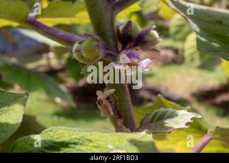 Solanum quitoense oder Naranjilla Pflanzen weiße Blütenverschlüsse Stockfoto