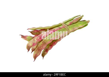 Gewöhnliche Bohnenschoten, gebunden mit Juteseil, isoliert auf weiß. Phaseolus vulgaris grün mit rosa Flecken kultivar. Stockfoto