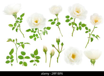 Weiße Blüten, Knospen, Blätter und Äste, isoliert auf weiß Stockfoto