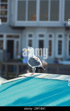 Eine einsame Möwe überblickt die städtische Umgebung von einem pulsierenden blauen Dach in San Francisco, eine Szene, die das Stadtleben mit der Tierwelt der Küste verbindet. Stockfoto