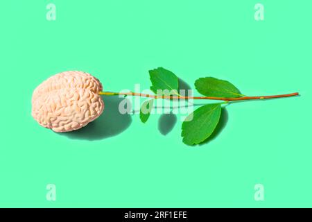 Hirnblütenzusammensetzung aus einem frischen Stamm und einem Miniatur-anatomischen Modell eines auf Grün isolierten menschlichen Gehirns. Stockfoto