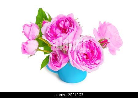 Ein kleiner Strauß von Teerosen füllt einen bezaubernden blauen Becher und schafft einen herrlichen Kontrast vor einem reinen weißen Hintergrund. Stockfoto