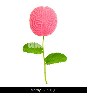 Kreatives Gedächtniskonzept: Blütenzusammensetzung des Gehirns aus einem frischen Stamm, grünen Blättern und einer Miniatur-anatomischen Nachbildung eines menschlichen Gehirns i. Stockfoto