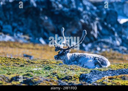 Der Svalbard-Rentier-Bulle ruht auf der Tundra Stockfoto