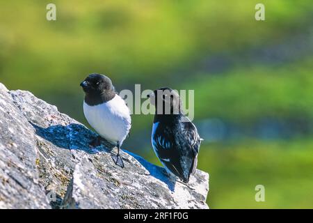 Dovekies auf einem sonnigen Felsen in der Arktis Stockfoto