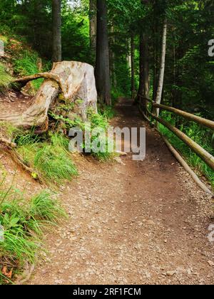 Grüner Waldpark mit wunderschöner Landschaft. Weg und Zaun zwischen den Bäumen Stockfoto
