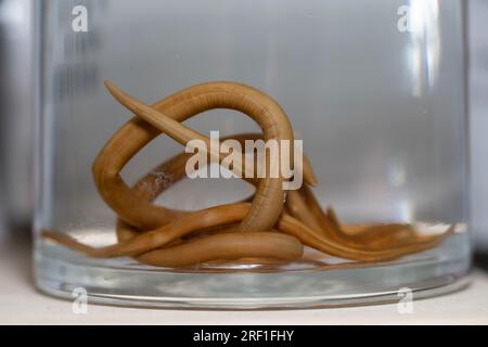 Ascariasis ist eine Krankheit, die durch den parasitären Rundwurm Ascaris lumbricoides verursacht wird, der sich im Labor bildet. Stockfoto