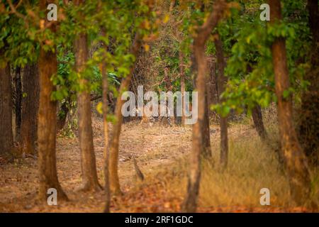 Wilde bengalische Tiger oder panthera Tigris, die im Sal Forest Habitat wandern, und Dschungelgefühl am frühen Morgen bei der Safari im Nationalpark india Stockfoto