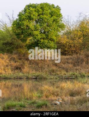 Wilde weibliche Tiger oder panthera Tigris, die sich in der Nähe eines Wasserkörpers oder Teichs ausruhen und ihr Gesicht in der natürlichen, landschaftlich reizvollen Umgebung drehen, Morgen Safari, extrem heißer Tag Stockfoto