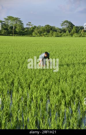 Guwahati, Guwahati, Indien. 30. Juli 2023. Ein Bauer entfernt am Sonntag, den 30. Juli 2023 Kräuter von den neu gepflanzten Rohrsäulen im Dorf Uttarpara im Bezirk Baksa von Assam India (Kreditbild: © Dasarath Deka/ZUMA Press Wire), NUR REDAKTIONELLE VERWENDUNG! Nicht für den kommerziellen GEBRAUCH! Stockfoto