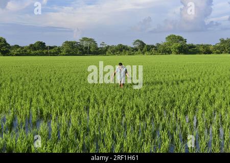 Guwahati, Guwahati, Indien. 30. Juli 2023. Ein Bauer entfernt am Sonntag, den 30. Juli 2023 Kräuter von den neu gepflanzten Rohrsäulen im Dorf Uttarpara im Bezirk Baksa von Assam India (Kreditbild: © Dasarath Deka/ZUMA Press Wire), NUR REDAKTIONELLE VERWENDUNG! Nicht für den kommerziellen GEBRAUCH! Stockfoto