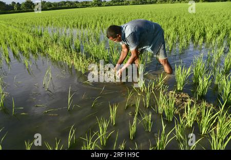 Guwahati, Guwahati, Indien. 30. Juli 2023. Ein Bauer prüft das Wasser in den neu gepflanzten Rohrsäulen im Dorf Uttarpara im Bezirk Baksa von Assam India am Sonntag, den 30. Juli 2023 (Kreditbild: © Dasarath Deka/ZUMA Press Wire) NUR REDAKTIONELLER GEBRAUCH! Nicht für den kommerziellen GEBRAUCH! Stockfoto