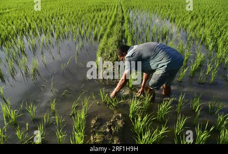 Guwahati, Guwahati, Indien. 30. Juli 2023. Ein Bauer prüft das Wasser in den neu gepflanzten Rohrsäulen im Dorf Uttarpara im Bezirk Baksa von Assam India am Sonntag, den 30. Juli 2023 (Kreditbild: © Dasarath Deka/ZUMA Press Wire) NUR REDAKTIONELLER GEBRAUCH! Nicht für den kommerziellen GEBRAUCH! Stockfoto