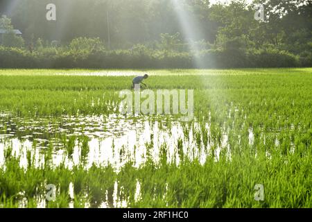 Guwahati, Guwahati, Indien. 30. Juli 2023. Ein Bauer prüft das Wasser in den neu gepflanzten Rohrsäulen im Dorf Uttarpara im Bezirk Baksa von Assam India am Sonntag, den 30. Juli 2023 (Kreditbild: © Dasarath Deka/ZUMA Press Wire) NUR REDAKTIONELLER GEBRAUCH! Nicht für den kommerziellen GEBRAUCH! Stockfoto