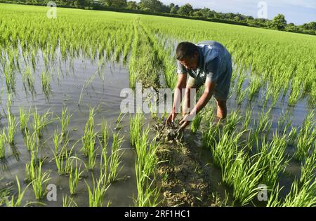 Guwahati, Guwahati, Indien. 30. Juli 2023. Ein Bauer prüft das Wasser in den neu gepflanzten Rohrsäulen im Dorf Uttarpara im Bezirk Baksa von Assam India am Sonntag, den 30. Juli 2023 (Kreditbild: © Dasarath Deka/ZUMA Press Wire) NUR REDAKTIONELLER GEBRAUCH! Nicht für den kommerziellen GEBRAUCH! Stockfoto