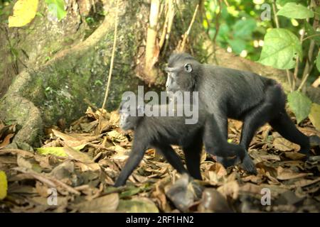 Die Celebes-Makaken (Macaca nigra) bewegen sich auf Waldgrund, während sie im Naturschutzgebiet Tangkoko, North Sulawesi, Indonesien, forschen. Laut einem von Marine Joly geleiteten Wissenschaftlerteam, das im Juli 2023 im International Journal of Primatology veröffentlicht wurde, stieg die Temperatur im Tangkoko-Wald, einem geschützten Lebensraum für die gefährdeten Kammmakaken in Nord-Sulawesi, an. „Zwischen 2012 und 2020 stiegen die Temperaturen im Wald um bis zu 0,2 Grad Celsius pro Jahr, und der Obstreichtum sank insgesamt um 1 Prozent pro Jahr“, schrieben sie. Stockfoto